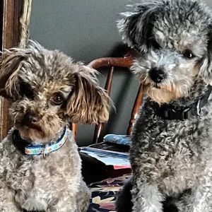 Meet your Posher, Sharon